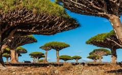 سوقطرى الجزيرة الفريدة